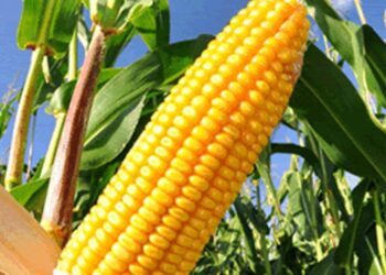 Por maíz transgénico, EU pide consultas de resolución bajo T-MEC por disputa con México