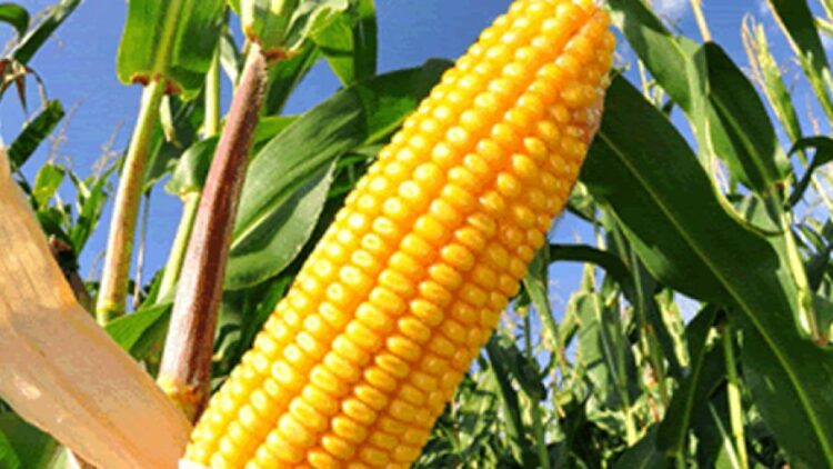 Por maíz transgénico, EU pide consultas de resolución bajo T-MEC por disputa con México