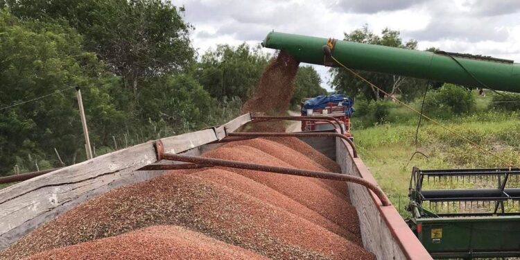 Alerta en carreteras de Tamaulipas por circulación de 500 trilladoras y 2 mil camiones sorgueros
