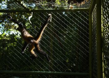 Le confiscan mono araña en Texas