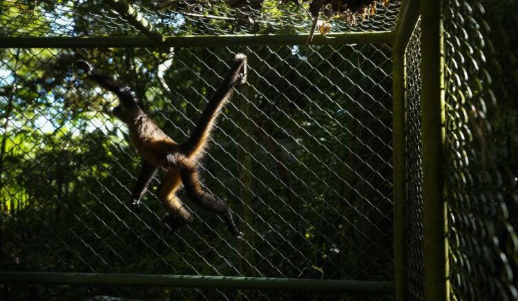 Le confiscan mono araña en Texas