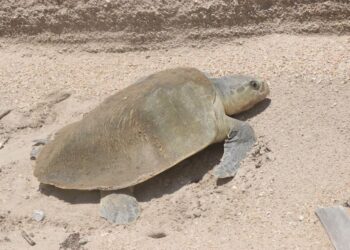 Operará SEDUMA dos nuevos campos tortgueros en Altamira y Madero