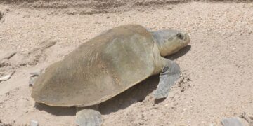 Operará SEDUMA dos nuevos campos tortgueros en Altamira y Madero