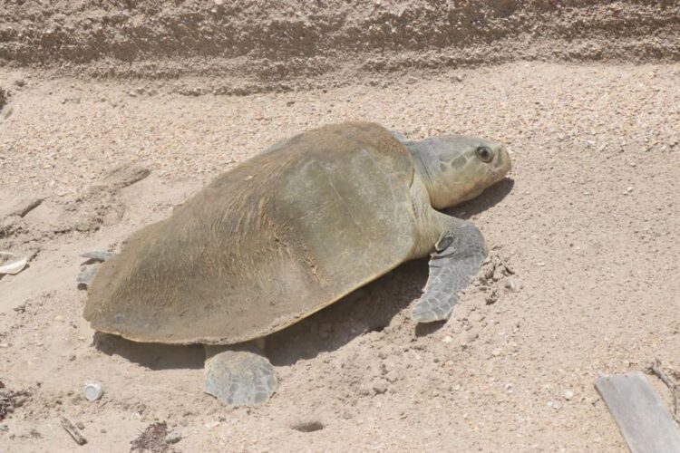 Operará SEDUMA dos nuevos campos tortgueros en Altamira y Madero