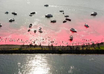 Las controvertidas cacerías de ballenas en las Islas Feroe
