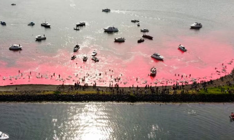 Las controvertidas cacerías de ballenas en las Islas Feroe