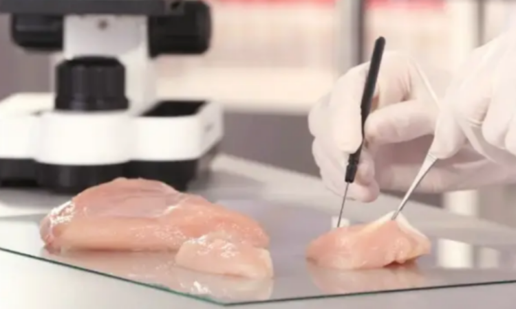 EU aprueba la venta de pollo cultivado en laboratorio