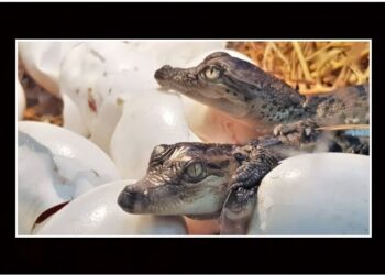 Denuncian venta por internet de crías de cocodrilos en Altamira