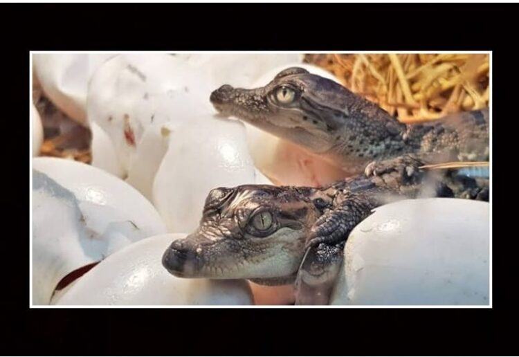 Denuncian venta por internet de crías de cocodrilos en Altamira