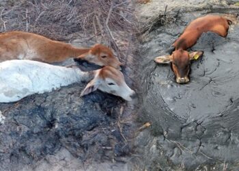 Muere ganado ahogado entre crudo derramado en Altamira
