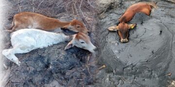 Muere ganado ahogado entre crudo derramado en Altamira