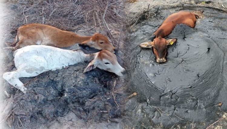 Muere ganado ahogado entre crudo derramado en Altamira