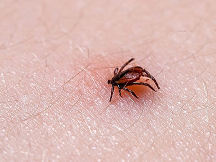 Chihuahua reporta 85 casos de rickettsia, enfermedad propagada por garrapatas