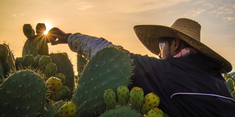Arranca temporada de tuna con abasto garantizado y crecimiento en valor de producción