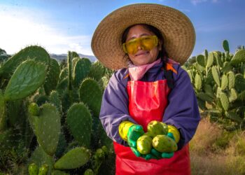 Arranca temporada de tuna con abasto garantizado y crecimiento en valor de producción
