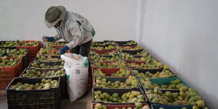 Arranca temporada de tuna con abasto garantizado y crecimiento en valor de producción
