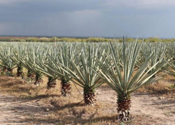 Buscan revalorizar el uso y aprovechamiento integral del henequén en Tamaulipas