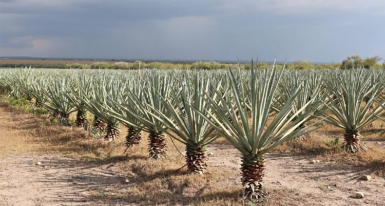 Buscan revalorizar el uso y aprovechamiento integral del henequén en Tamaulipas