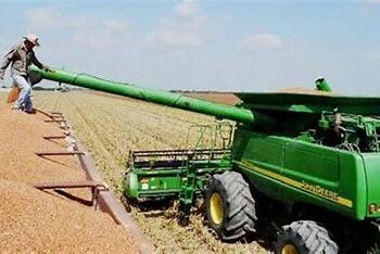 Termina cosecha sorguera de Tamaulipas; reclaman precios ante SADER y AMLO