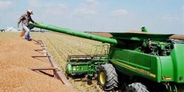 Termina cosecha sorguera de Tamaulipas; reclaman precios ante SADER y AMLO