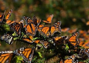 México, EU y Canadá lanzan iniciativa de monitoreo de la mariposa monarca
