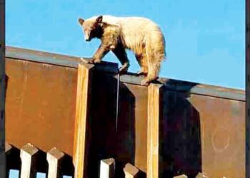 Ganan lucha ambiental contra muro de Trump; abrirán cortinas ecológicas