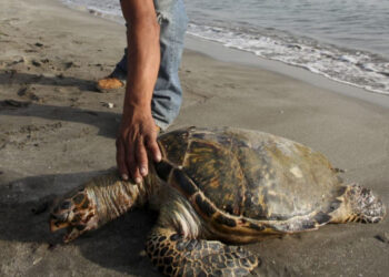 Derrame de petróleo provoca mortandad de tortugas y peces en Veracruz