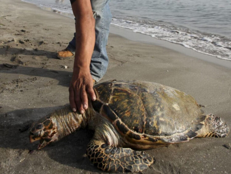 Derrame de petróleo provoca mortandad de tortugas y peces en Veracruz