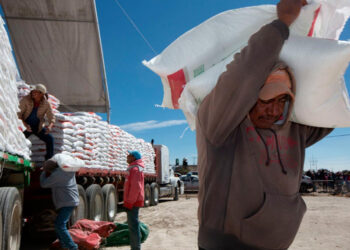 Avanza en Sinaloa 59 % programa de compra de maíz del Gobierno y Segalmex