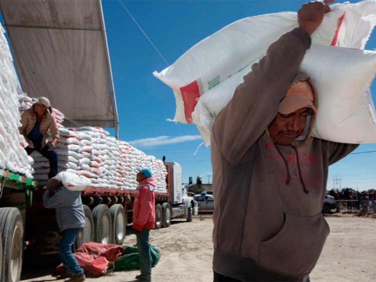 Avanza en Sinaloa 59 % programa de compra de maíz del Gobierno y Segalmex