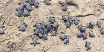 Libera Tamaulipas más de 52 mil crías de tortuga lora