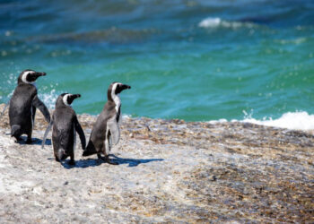 Hallan más de 5 mil pingüinos y varias especies muertas en las costas de Uruguay
