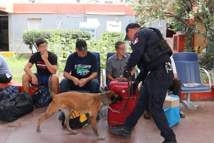 Binomios caninos de la Guardia Estatal redoblan vigilancia en Central de Autobuses