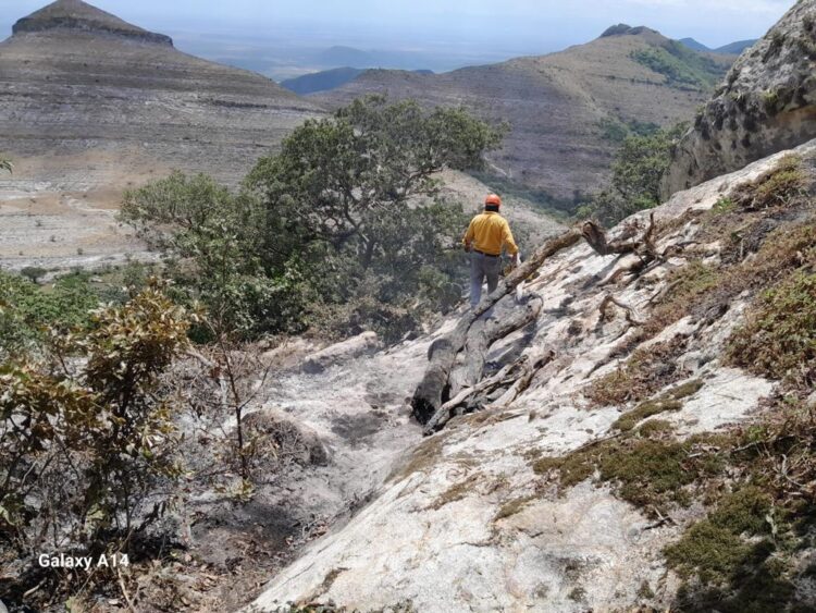 Protección Civil y CONAFOR extinguen incendio forestal en San Carlos