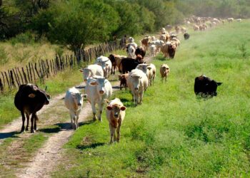 Se preparan ganaderos de Tamaulipas para inspección sanitaria de EEUU