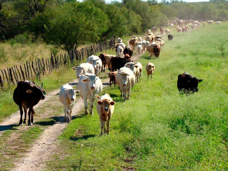 Se preparan ganaderos de Tamaulipas para inspección sanitaria de EEUU