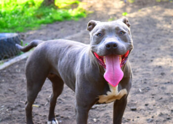 Atacan pitbulls a niño en Texas