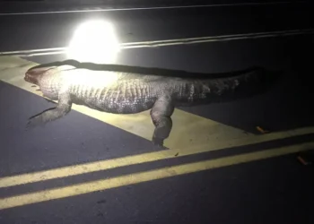 Mujer embarazada muere tras atropellar a caimán