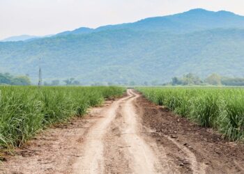 Inician SADER y cañeros trabajos técnico-científicos para potenciar competitividad de 30 mil productores