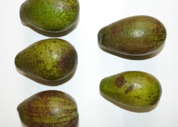 Identifica SADER aguacates criollos con potencial de exportación en Guanajuato y Nayarit