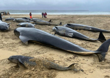 55 ballenas mueren tras quedar atrapadas en una playa de Escocia
