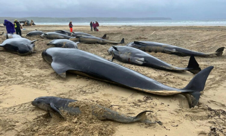 55 ballenas mueren tras quedar atrapadas en una playa de Escocia