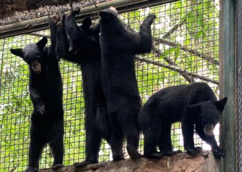 Trasladan a cuatro oseznos huérfanos de Coahuila al zoológico de Culiacán, Sinaloa