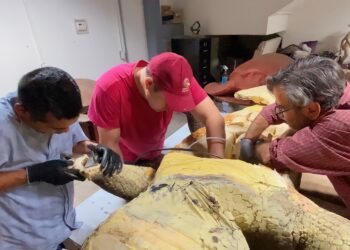 Inicia TAMUX producción de réplicas de animales del pasado