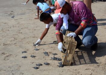 Reciben infantes útiles escolares y liberan crías de tortugas marinas en SLM