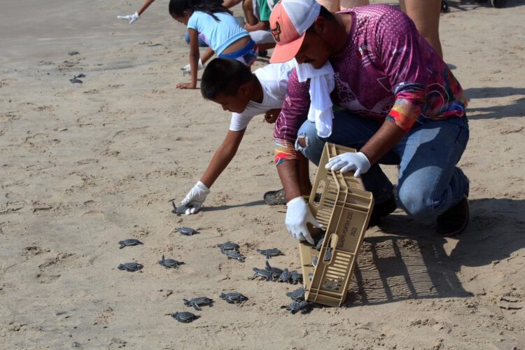 Reciben infantes útiles escolares y liberan crías de tortugas marinas en SLM