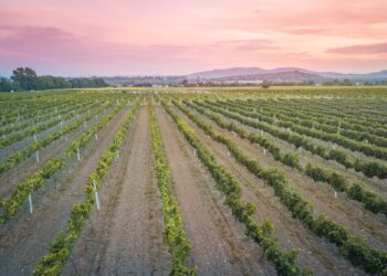 Afectan agroquímicos ilegales cultivo de la vid en México