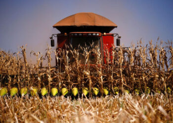 Canadá se une a EU en panel contra México por maíz transgénico