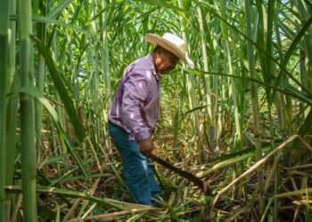 Decreta Gobierno de México el 22 de agosto como Día del Cañero; hay 170 mil productores en 15 estados