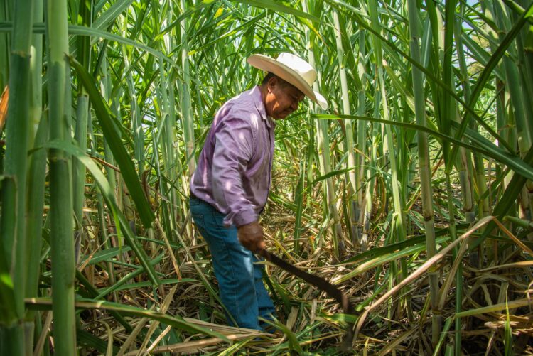 Decreta Gobierno de México el 22 de agosto como Día del Cañero; hay 170 mil productores en 15 estados